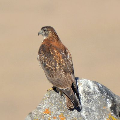Variable Hawk (2)